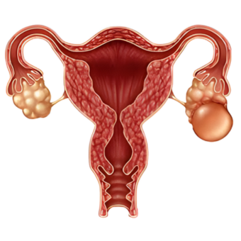 untitled (340 x 340 px) (26)